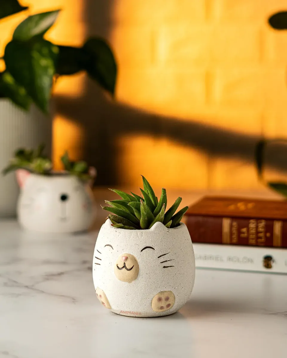 Mini Maceta Gatito Cerámica Suculentas Tunas Forma Gato - Blancas