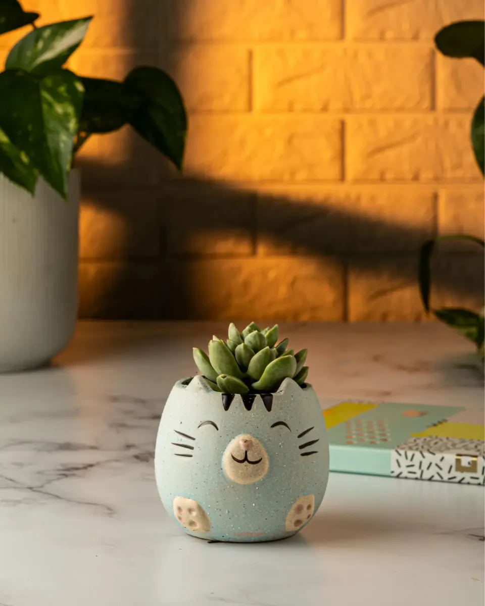 Mini Maceta Gatito Cerámica Suculentas Tunas Forma Gato - Celestes
