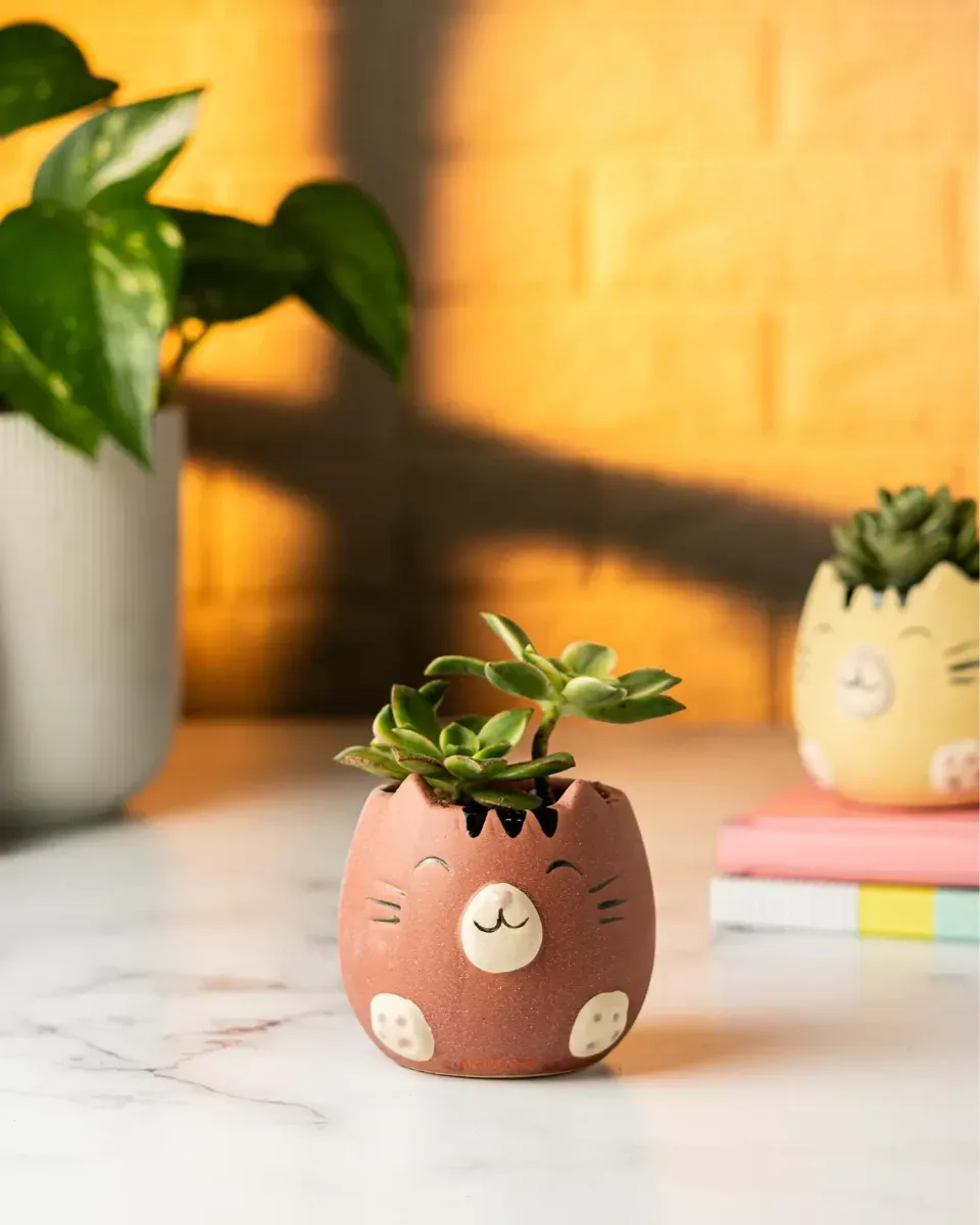 Mini Maceta Gatito Cerámica Suculentas Tunas Forma Gato - Marrones